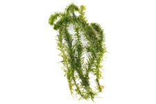 Egeria densa elodea for sale Egeria densa elodea for sale  GILLINGHAM