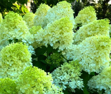 Hortensie limelight rispenhort gebraucht kaufen  Templin