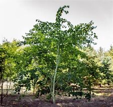 Acer davidii davids gebraucht kaufen  Eslohe (Sauerland)
