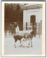 Zoo vienne lamas d'occasion  Pagny-sur-Moselle