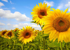 100 semi girasole usato  Roma