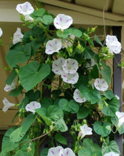 Morning glory milky for sale  SANDOWN