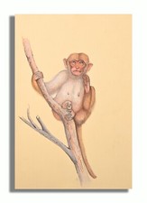 Usado, Pintura De Animal Mono Macaco Hecha A Mano 8.8 X 6 Pulgadas "PN13376" comprar usado  Enviando para Brazil