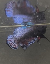 Fighter betta vip for sale  Tampa