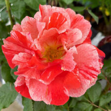 Shrub rose hanky for sale  PETERBOROUGH