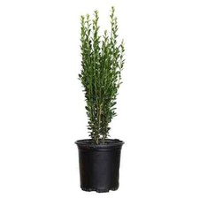 2.5 qt. sky for sale  Miami