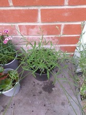 lavender plants for sale lavender plants for sale SOUTHAMPTON