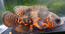 Pack tiger oscar for sale  Raymond