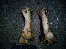 Pair cow leg for sale Pair cow leg for sale  TAVISTOCK