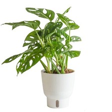 Little monstera plant for sale  Carteret