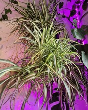 Beautiful large healthy for sale  LONDON