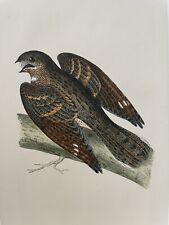 Antique print nightjar for sale  THIRSK