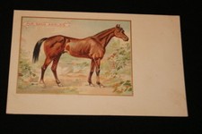 Cheval pur sang d'occasion  Hénin-Beaumont