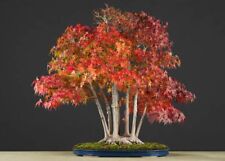 100 semi acer usato  Palermo