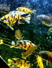 Peacock cichlids 39.99 for sale  Charlotte