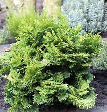 Hinoki scheinzypresse 40cm gebraucht kaufen  Bad Zwischenahn