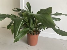 Large house plant for sale  BALLYCLARE