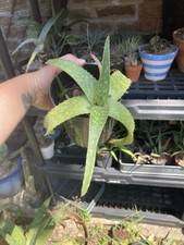 Aloe maculata soap for sale  Houston