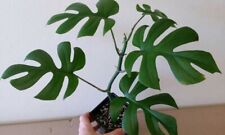 Rhaphidophora tetrasperma mini for sale  San Francisco