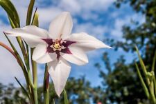 Acidanthera gladiolus murielae for sale  CRAWLEY