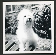 Shaggy white coton d'occasion  Expédié en Belgium