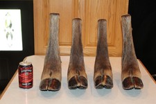 Moose feet taxidermy for sale  Brandon