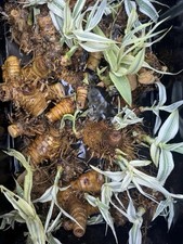 Arundo donax variegated for sale  Crystal River