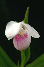 Cypripedium reginae königinne gebraucht kaufen  Feucht
