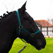 Cavezza per cavallo usato  Roma