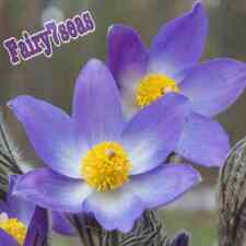 Anemone seeds pulsatilla for sale  Mira Loma