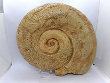 Superbe ammonite 18 d'occasion  Bruay-sur-l'Escaut