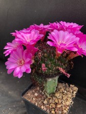 Sulcorebutia mentosa vivaio usato  Massafra