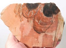 Schilderia petrified fossil for sale  Polson