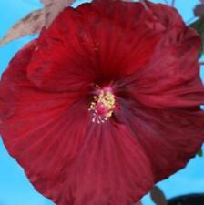 hibiscus pots for sale  Oak Creek