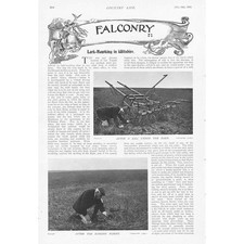 Falconry lark hawking for sale  GLASGOW