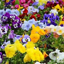 Pansies x36 matrix for sale  BRISTOL
