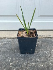 Cabbage palm quart for sale  Saukville