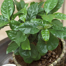 Coffea arabica plant for sale  Denver