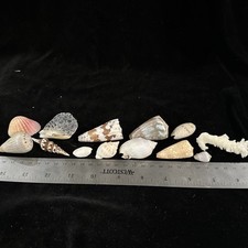 Seashells mixed lot for sale  Warner Robins
