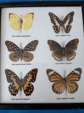 Taxidermy butterflies real for sale  Houston