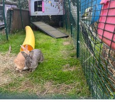 Omlet cube chicken for sale  COULSDON