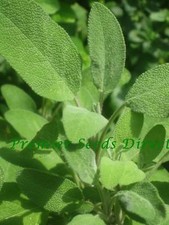 Herb sage broad for sale  SALISBURY