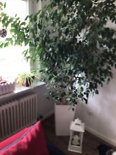 Ficus benjamini gebraucht kaufen  Steinau