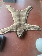 Taxidermy western bobcat for sale  Murray