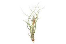 Large tillandsia butzii for sale  Saint Augustine
