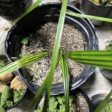 Date tree bareroot for sale  Henderson
