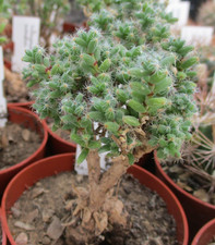 Trichodiadema bulbosum african for sale  BRISTOL