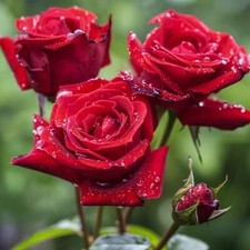 Red rose seeds for sale  Staten Island