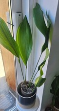 Vegetated aspidistra plant. for sale  FOLKESTONE
