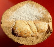 Crevette fossile jurassique d'occasion  Cuxac-d'Aude